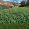 Bulb Watch 1