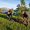 Rotary Way Trees