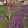 Spring Bulbs