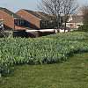 Spring Bulbs