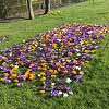 Spring Bulbs