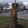 Tree Carving