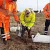 Tree Planting 1