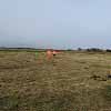 Tree Planting 1