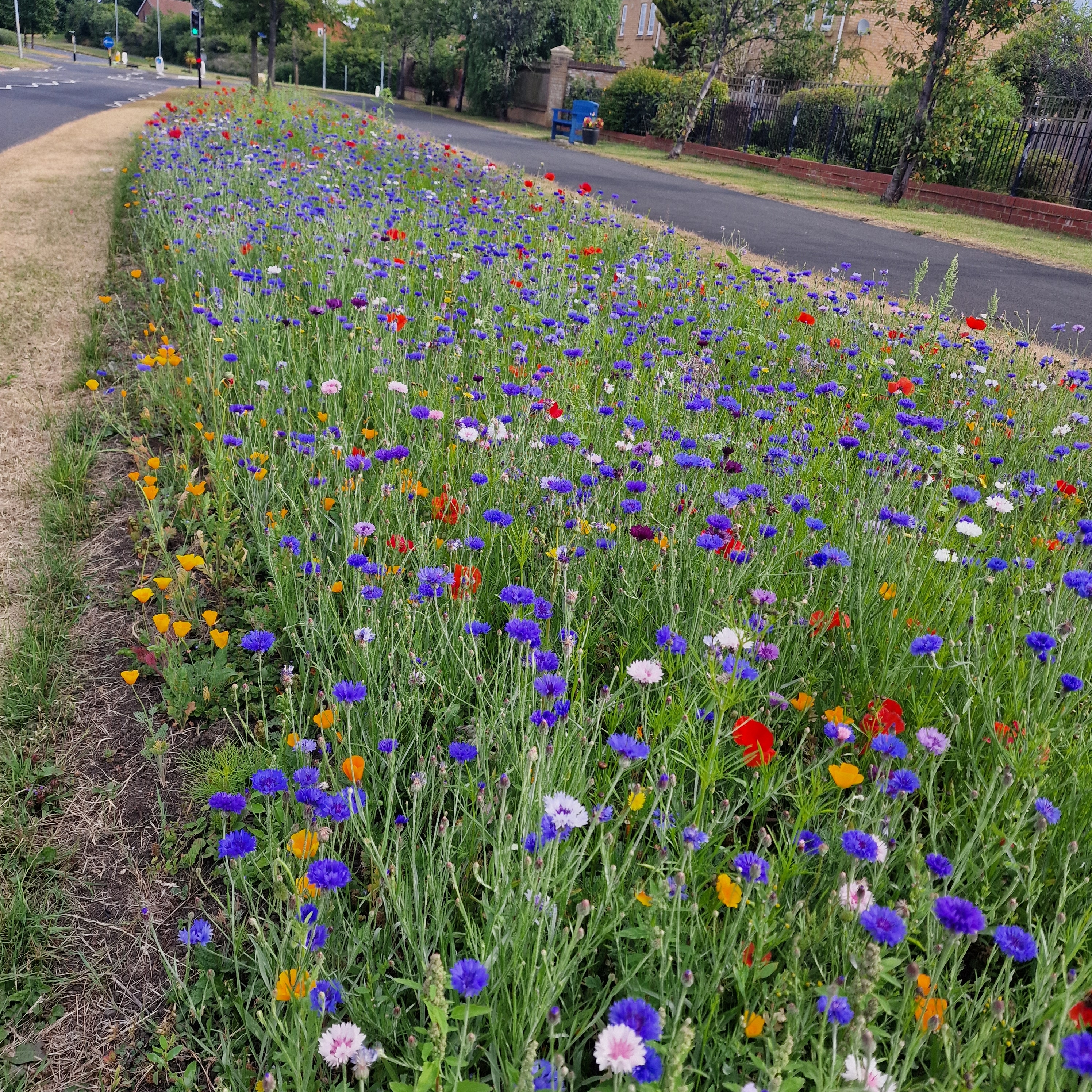Wildflower verges Now Blooming Across Blyth