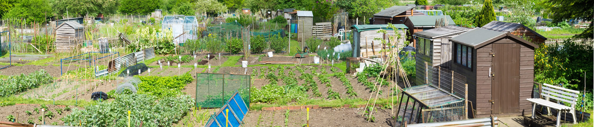 Allotment header image