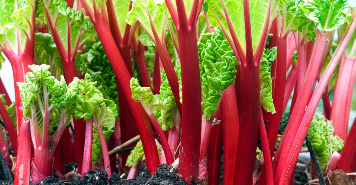 April Gardening Jobs on the Allotment