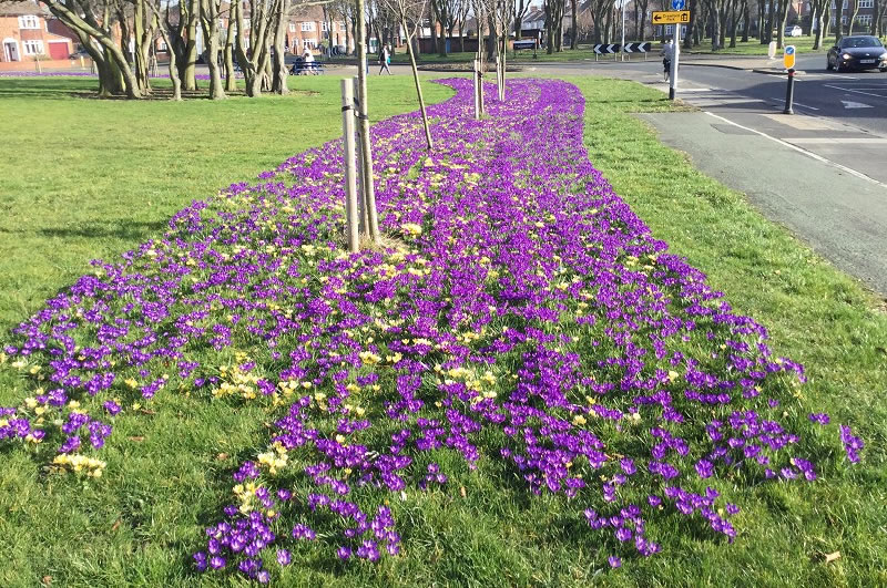 Flower Display