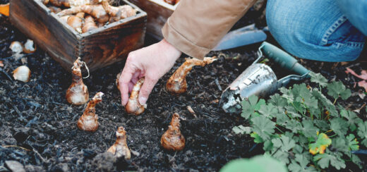 Allotment Holders Questions