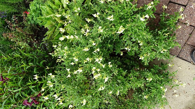 dsc02327