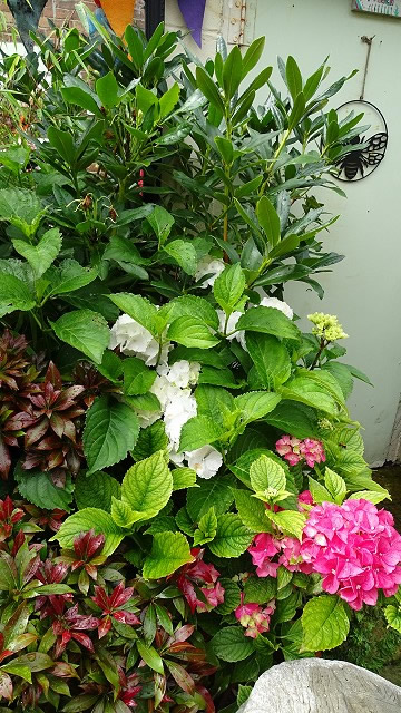 dsc02567