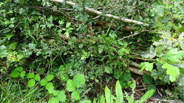 dsc02736