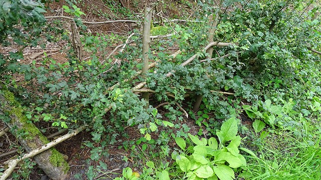 dsc02739