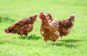 Avian Influenza housing measures extended in north of England