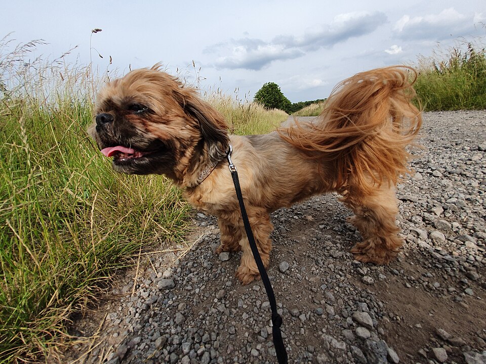 Have Your Say on Blyth’s Proposed Dog Park
