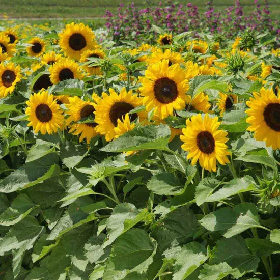 Allotment Holders Questions Open